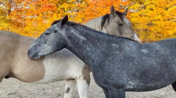 stargazer and nora a bond unbroken