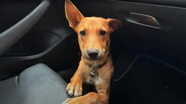 rescuing ru from barbados streets to a loving home