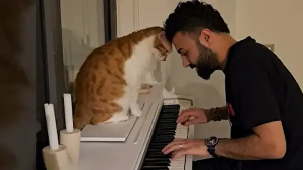 cats love language is his human playing piano