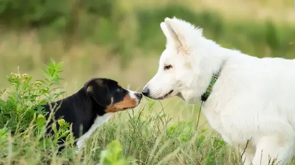 top tips new dog to dog introductions