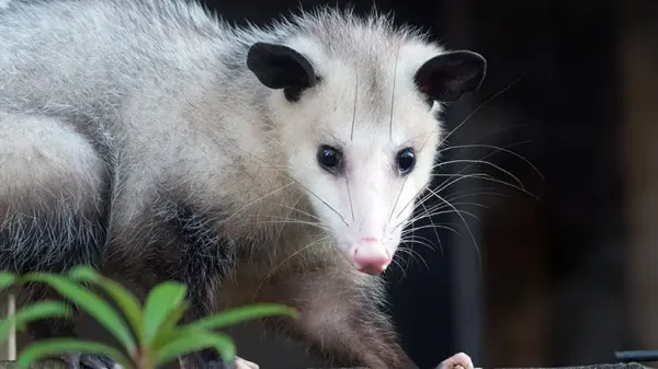 opossum facts