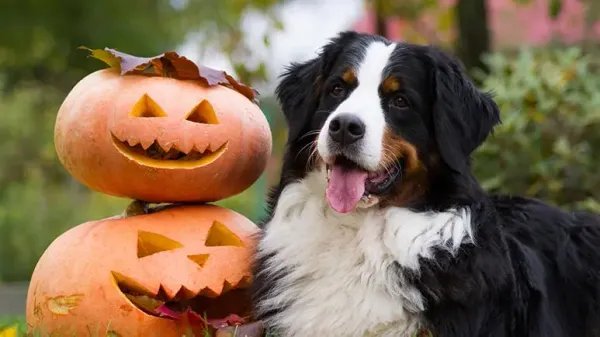 can pets eat pumpkin