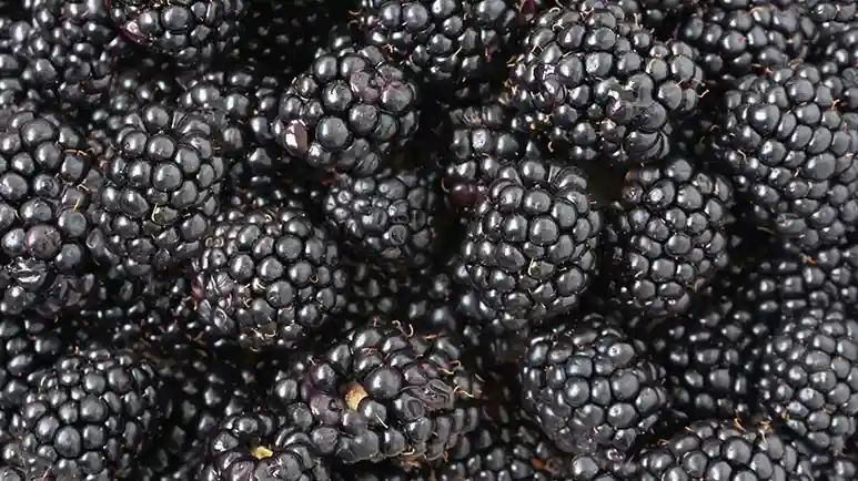 can you feed blackberries to your pets