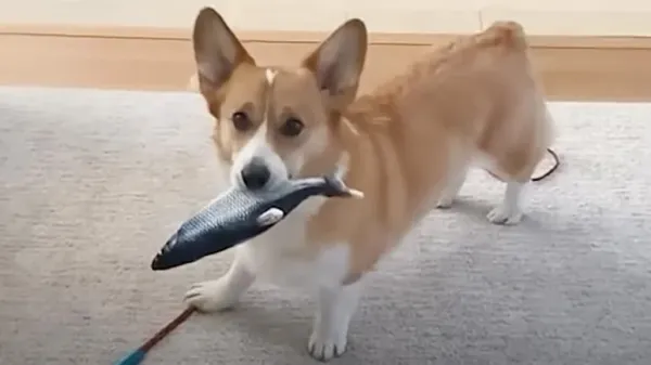 morty and his fish a koi pond obsession