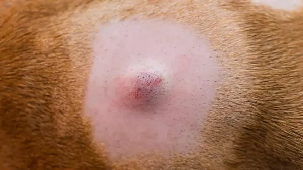 cysts vs tumors in dogs