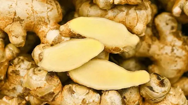 can you feed ginger to your pet