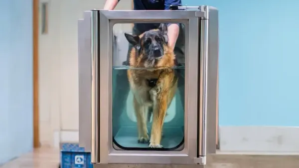 hydrotherapy for dogs