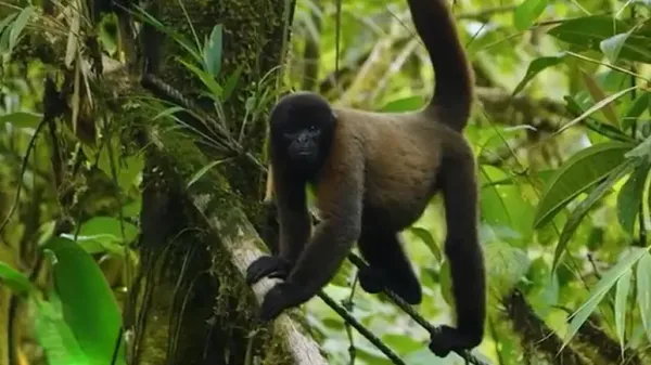 a tiny monkeys journey to freedom in the wild