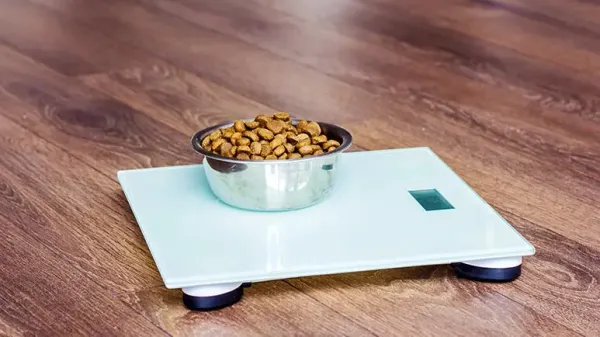 pets weight health risk