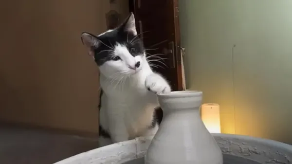 momo the pottery cat