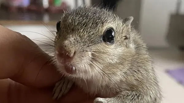 gillraj the squirrel a rescued family member