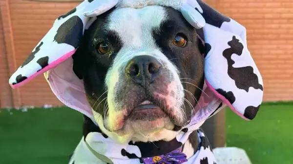 halloween joy for shelter pets