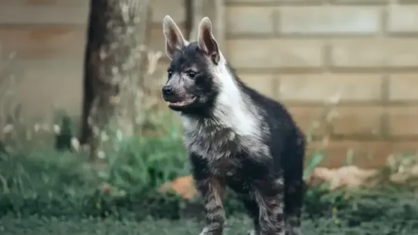 atlas the resilient hyena