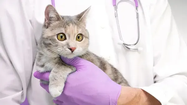 trimming cat claws