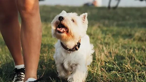 dog follow anxiety