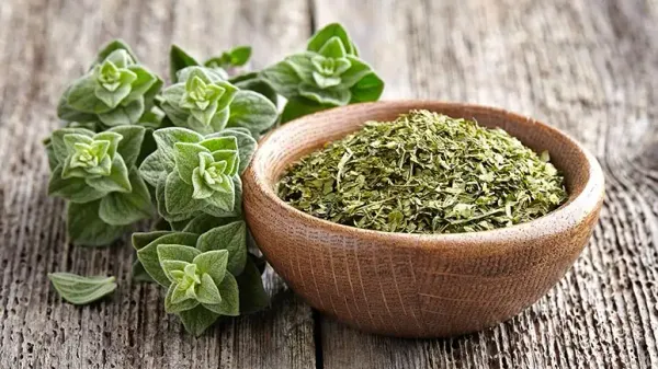 can you feed oregano to your pets