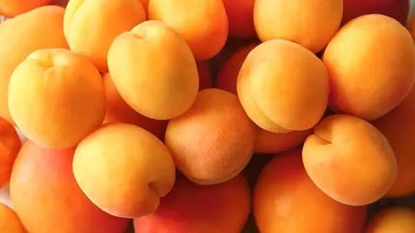 should you feed apricots to your pets