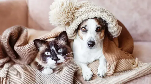 pets cold weather safety tips