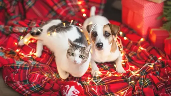 pets holiday hazards