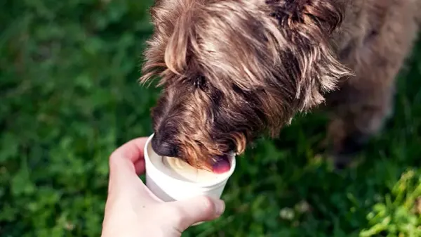 pup cups