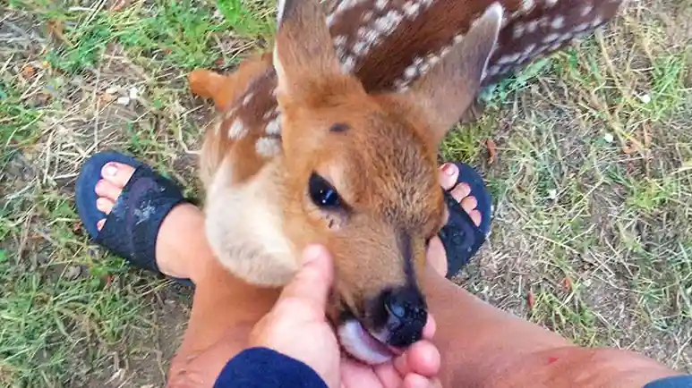 raising thor a wild bond with a rescued deer