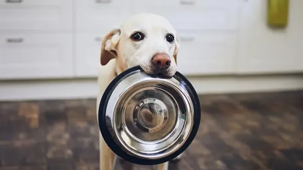 overweight labrador retriever