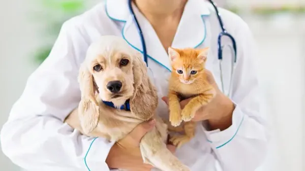 leaky gut syndrome in pets