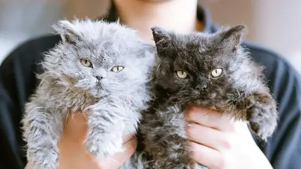 selkirk rex