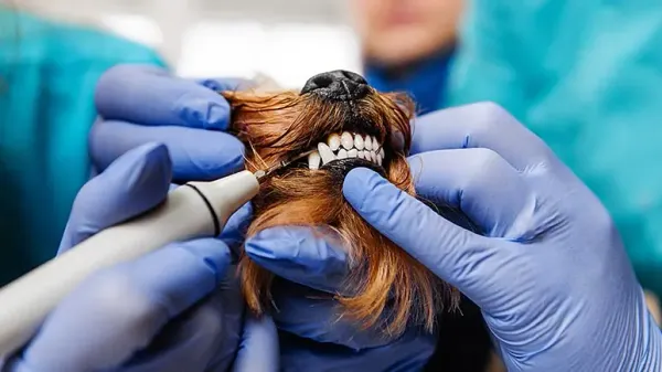 dental disease in pets