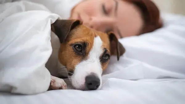 woman sleeps better with dogs