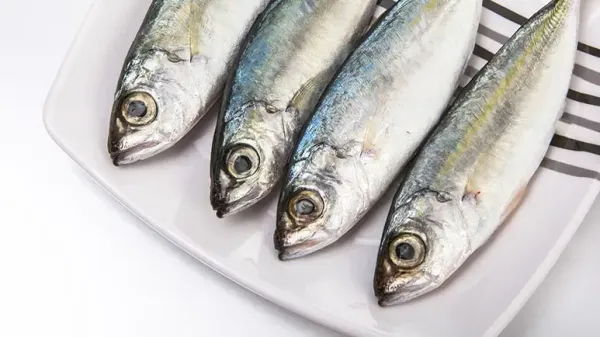 can you feed anchovies to your pet