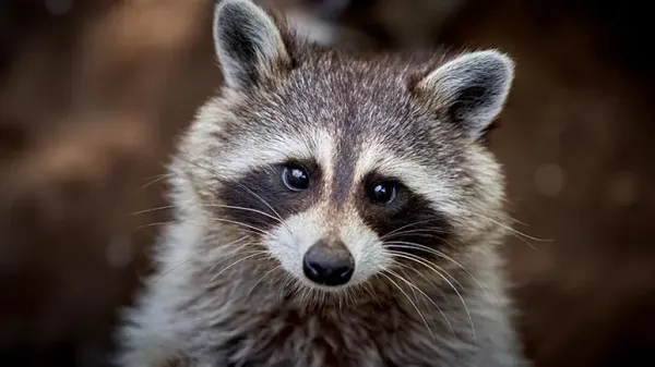 raccoons as pets