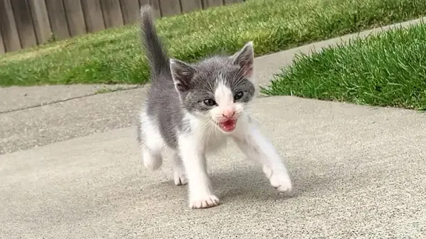 saved by a tiny furball