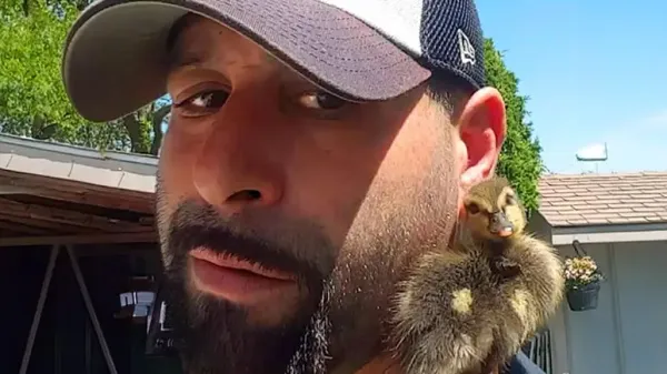 duckling finds his forever friend