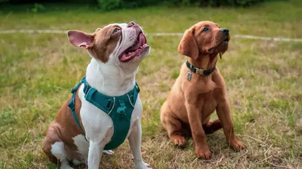 collar versus harness whats best for your dog