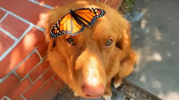 a dog and his butterfly friends