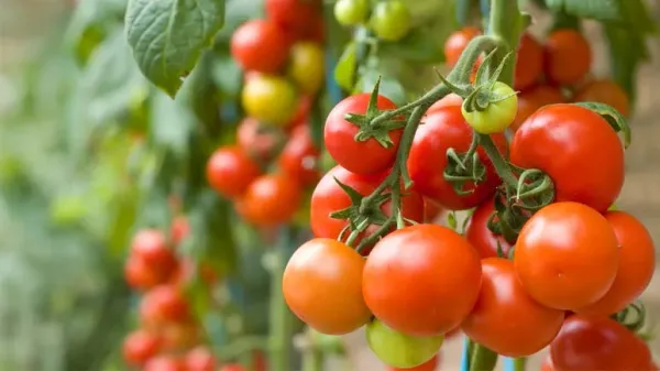 are tomatoes good for pets