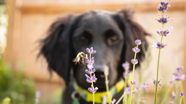 dogs can be stung by insects