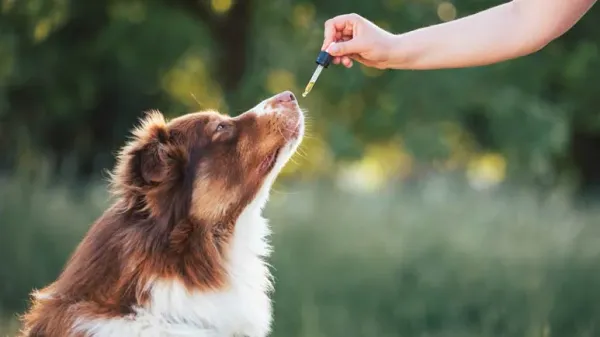 is long term cannabidiol for dogs safe