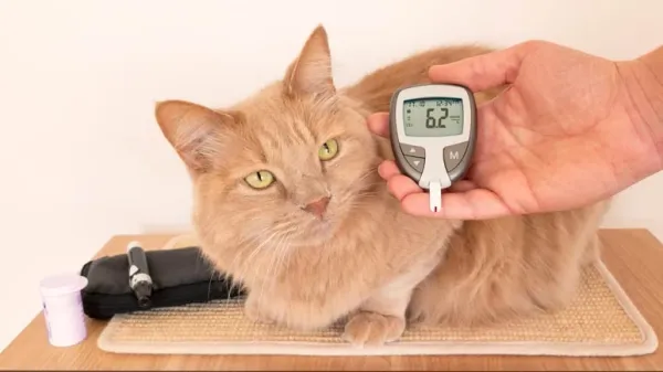 pet diabetes