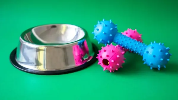 pet food and water bowls