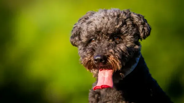 pumi dog breed