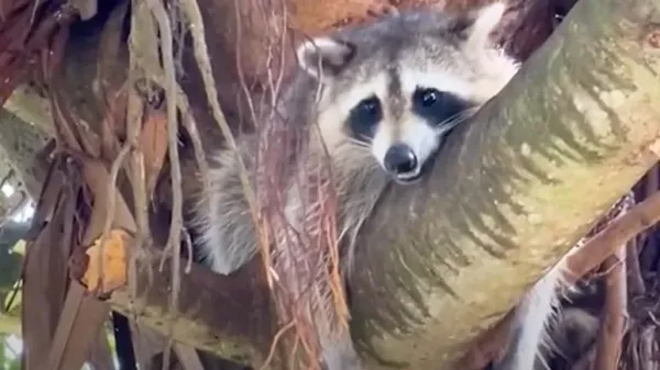 randy the raccoon finds a sanctuary