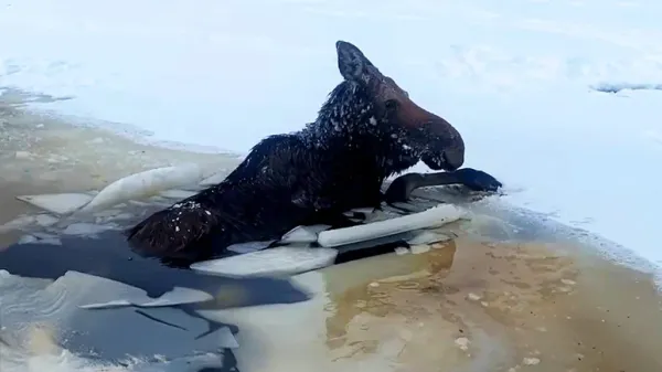 saving a moose from frozen waters