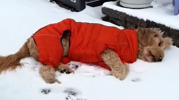 toast the sleepiest happiest dog