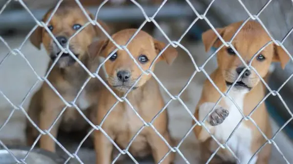 ways you can help stop puppy mills