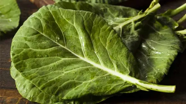 can you feed collards to your pet