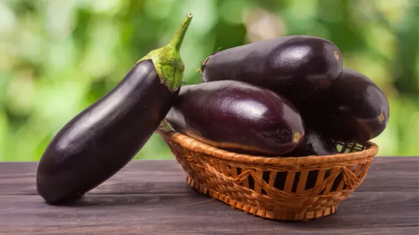 can you feed eggplant to your pet