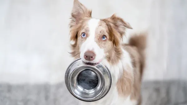 dog disease fighting foods