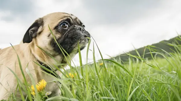 grass eating dogs